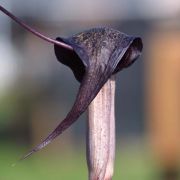 Image of Arisaema thunbergii ssp. thunbergii Blume.