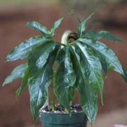 Image of Arisaema thunbergii ssp. autumnale J.C. Wang, J. Murata & Ohashi.