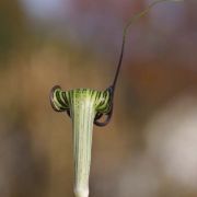 Image of Arisaema thunbergii ssp. autumnale J.C. Wang, J. Murata & Ohashi.