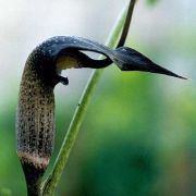 Image of Arisaema thunbergii  Blume.