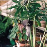 Image of Arisaema thunbergii ssp urahima Blume.