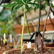 Image of Arisaema thunbergii  Blume.