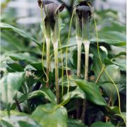 Image of Arisaema umbrinum  Ridley.