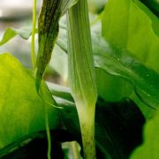 Image of Arisaema umbrinum  Ridley.