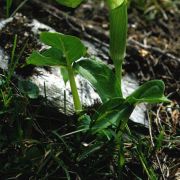 Image of Arisaema wardii  Marquand et Airy Shaw.