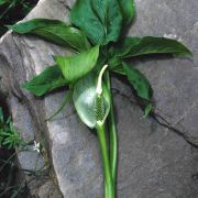 Image of Arisaema wardii  Marquand et Airy Shaw.