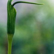 Image of Arisaema yunnanense  Buchet.