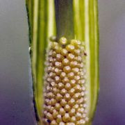 Image of Arisaema yunnanense  Buchet.