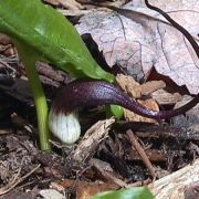 Image of Arisarum proboscideum  L..