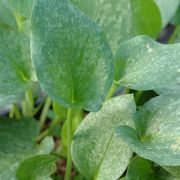 Image of Arisarum simorrhinum  Durieu.