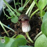 Image of Arisarum simorrhinum  Durieu.