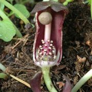 Image of Arisarum simorrhinum  Durieu.