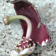 Image of Arisarum simorrhinum  Durieu.