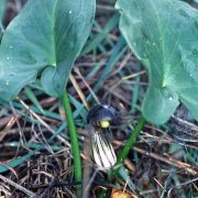 Image of Arisarum simorrhinum  Durieu.