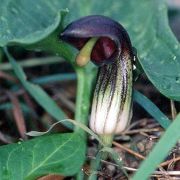 Image of Arisarum simorrhinum  Durieu.