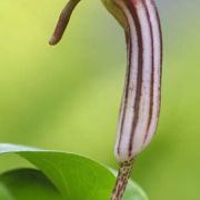 Image of Arisarum vulgare  Targ. Tozz..