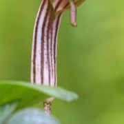 Image of Arisarum vulgare  Targ. Tozz..