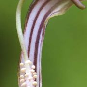 Image of Arisarum vulgare  Targ. Tozz..