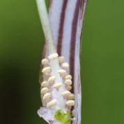 Image of Arisarum vulgare  Targ. Tozz..