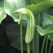 Image of Arisarum vulgare  Targ. Tozz..