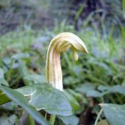 Image of Arisarum vulgare  Targ. Tozz..