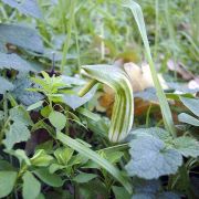 Image of Arisarum vulgare  Targ. Tozz..