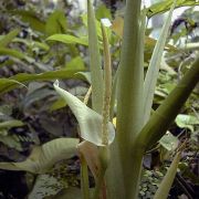 Image of Arophyton buchetii  Bogner.