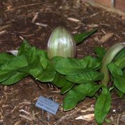 Image of Arum amoenum  Dubovik.