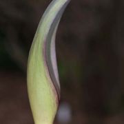 Image of Arum amoenum  Dubovik.