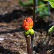 Image of Arum amoenum  Dubovik.