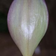 Image of Arum amoenum  Dubovik.