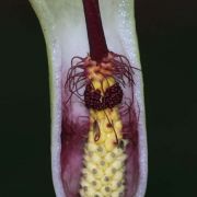 Image of Arum amoenum  Dubovik.