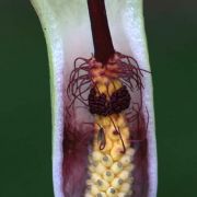 Image of Arum amoenum  Dubovik.