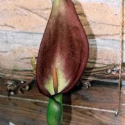 Image of Arum apulum  (Carano) P.C. Boyce.