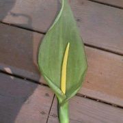 Image of Arum concinnatum  Schott.