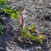 Image of Arum concinnatum  Schott.