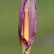 Image of Arum concinnatum  Schott.