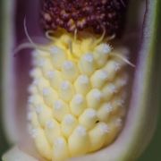 Image of Arum concinnatum  Schott.