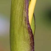 Image of Arum concinnatum  Schott.