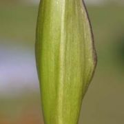 Image of Arum concinnatum  Schott.