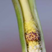 Image of Arum concinnatum  Schott.