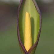 Image of Arum concinnatum  Schott.