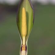 Image of Arum concinnatum  Schott.