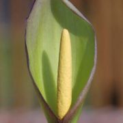 Image of Arum concinnatum  Schott.