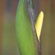 Image of Arum concinnatum  Schott.