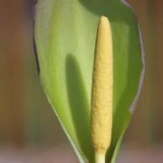 Image of Arum concinnatum  Schott.