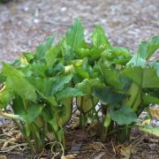 Image of Arum concinnatum  Schott.