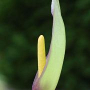 Image of Arum concinnatum  Schott.