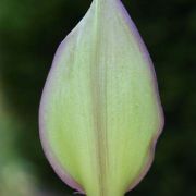 Image of Arum concinnatum  Schott.