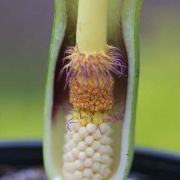 Image of Arum concinnatum  Schott.